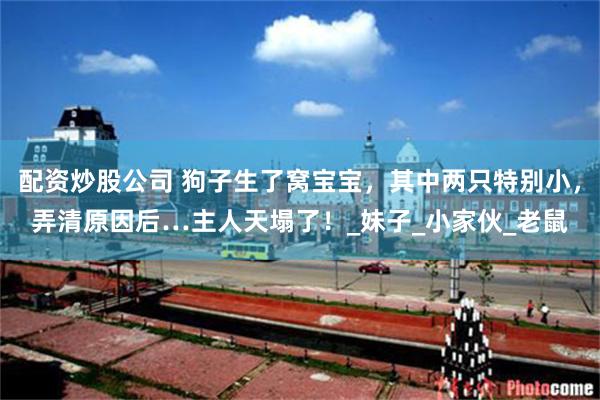 配资炒股公司 狗子生了窝宝宝，其中两只特别小，弄清原因后…主人天塌了！_妹子_小家伙_老鼠