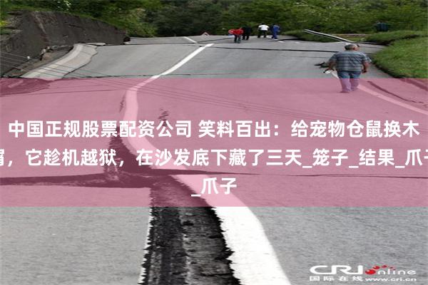 中国正规股票配资公司 笑料百出：给宠物仓鼠换木屑，它趁机越狱，在沙发底下藏了三天_笼子_结果_爪子